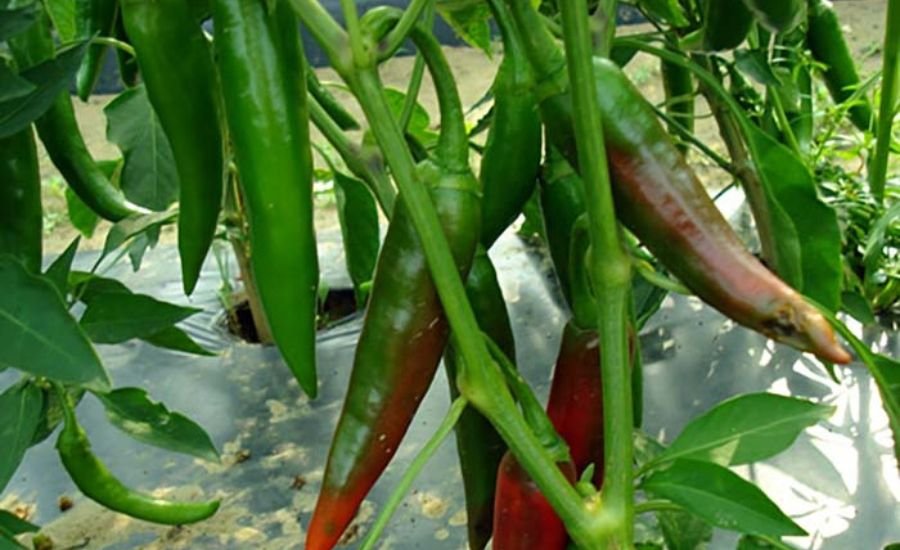 guajillo